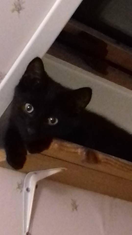 mustu mustu