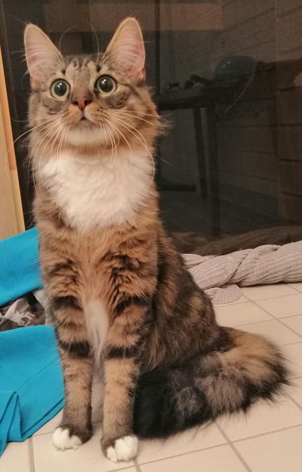 lõvi lõvi