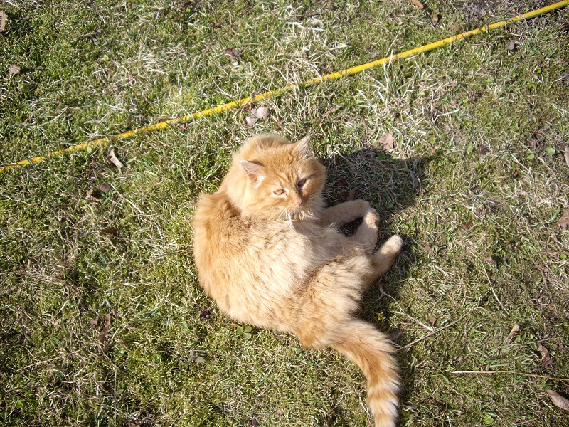 findus findus